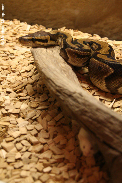 photo de Pythons royaux, 
